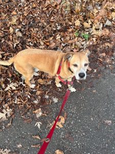 A dog in a red harness matches the autumn leaves on the trail.
